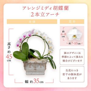 アレンジミディ胡蝶蘭 2本立（アーチ）【配送不可地域：北海道・沖縄・離島】【008C-010】