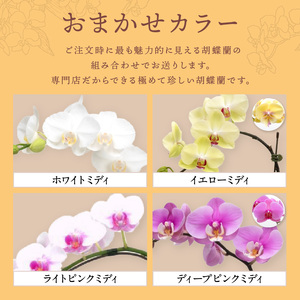 アレンジミディ胡蝶蘭 2本立（アーチ）【配送不可地域：北海道・沖縄・離島】【008C-010】