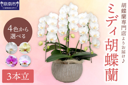 ミディ胡蝶蘭 3本立【008C-011】