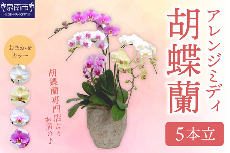 アレンジミディ胡蝶蘭 5本立【008B-013】