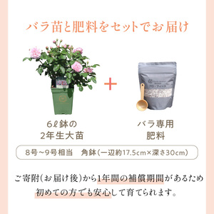 【イングリッシュローズ】デビッド・オースチン ガブリエル・オーク6L鉢苗（バラ専用肥料付）【025D-026】