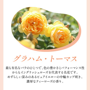 【イングリッシュローズ】デビッド・オースチン グラハム・トーマス6L鉢苗（バラ専用肥料付）【025D-028】