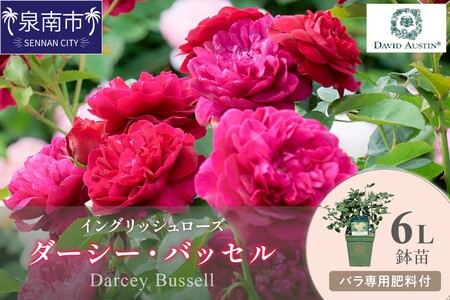 【イングリッシュローズ】デビッド・オースチン ダーシー・バッセル6L鉢苗（バラ専用肥料付）【025D-032】
