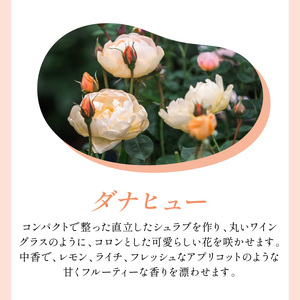 【イングリッシュローズ】デビッド・オースチン ダナヒュー6L鉢苗(バラ専用肥料付)【025D-033】