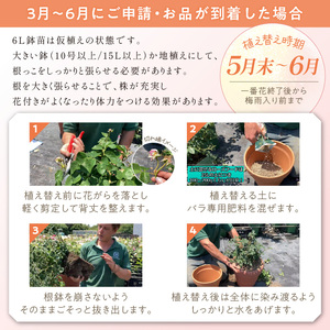 【イングリッシュローズ】デビッド・オースチン ダナヒュー6L鉢苗(バラ専用肥料付)【025D-033】