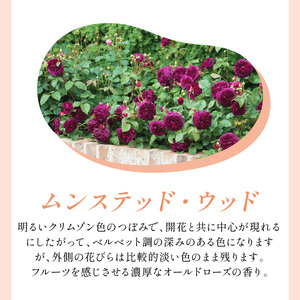 【イングリッシュローズ】デビッド・オースチン ムンステッド・ウッド6L鉢苗（バラ専用肥料付）【025D-035】