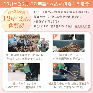 【イングリッシュローズ】デビッド・オースチン ムンステッド・ウッド6L鉢苗（バラ専用肥料付）【025D-035】