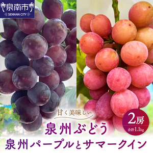 泉州パープルとサマークイーンの夏ぶどうセット【065D-021】