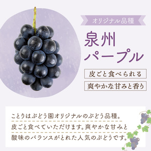 泉州パープルとサマークイーンの夏ぶどうセット【065D-021】