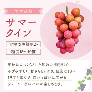 泉州パープルとサマークイーンの夏ぶどうセット【065D-021】