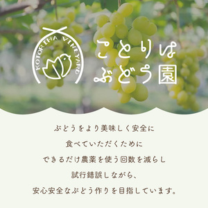 泉州パープルとサマークイーンの夏ぶどうセット【065D-021】