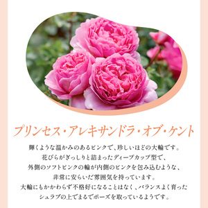 【イングリッシュローズ】デビッド・オースチン プリンセス・アレキサンドラ・オブ・ケント 6L鉢苗（バラ専用肥料付）【025D-048】
