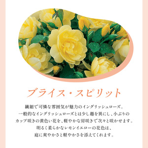 【イングリッシュローズ】デビッド・オースチン ブライス・スピリット 6L鉢苗(バラ専用肥料付)【025D-047】