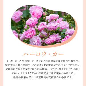 【イングリッシュローズ】デビッド・オースチン ハーロウ・カー 6L鉢苗（バラ専用肥料付）【025D-046】