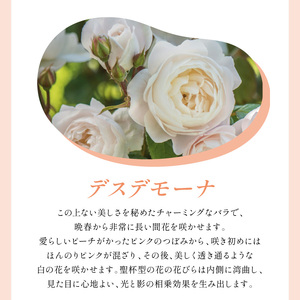 【イングリッシュローズ】デビッド・オースチン デスデモーナ 6L鉢苗（バラ専用肥料付）【025D-045】