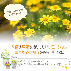 季節の花の寄せ植え 25cm鉢【005D-005】