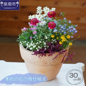 季節の花の寄せ植え 30㎝【005D-007】