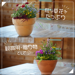 季節の花の寄せ植え 30㎝【005D-007】