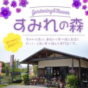 季節の花の寄せ植え 35cm【005C-007】