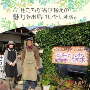 季節の花の寄せ植え 38cm【005B-002】