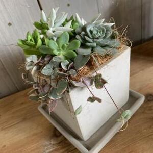 とってもオシャレな多肉植物の寄せ植え 大阪府泉南市 ふるさと納税サイト ふるなび