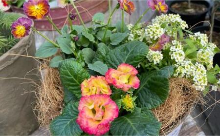 季節のお花を植えた寄せ植え 60cm【009D-062】