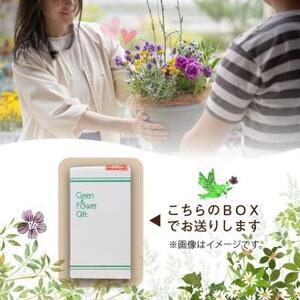 季節のお花を植えた寄せ植え 60cm【009D-062】