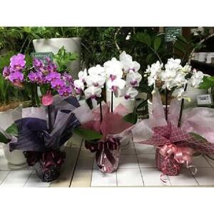 可愛い小輪の胡蝶蘭【009D-066】