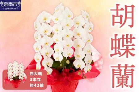 胡蝶蘭 白大輪3本立 42輪【008B-010】