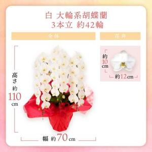 胡蝶蘭 白大輪3本立 42輪【008B-010】