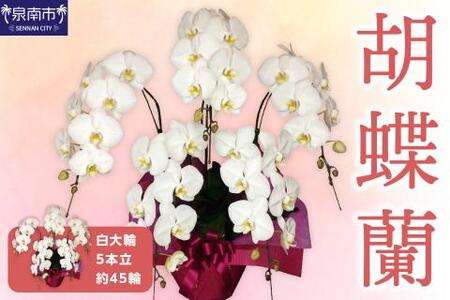 胡蝶蘭 白大輪5本立 45輪【008B-012】
