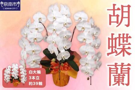胡蝶蘭 白大輪3本立 39輪【008B-009】