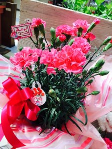 【母の日ギフト】お母さんへのプレゼントに！カーネーション（鉢花）【009D-054】