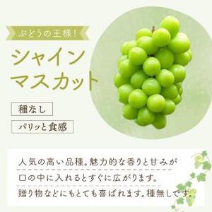 泉州ぶどう　泉州パープルとシャインマスカットのセット【065D-016】