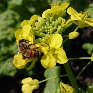 日本みつばちが集めた貴重なはちみつ(百花蜜)をお届けします。【1151556】