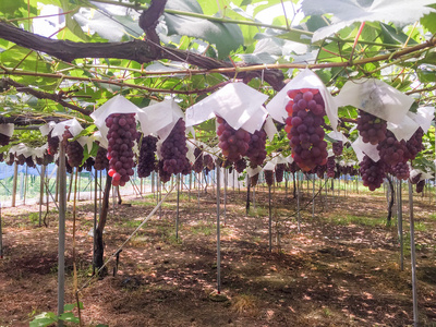 神宮寺ぶどう デラウェア 2kg×1箱 [0314]