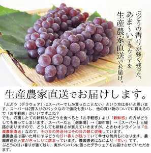 [先行予約] 神宮寺ぶどう (デラウエア) 2kg [0220]
