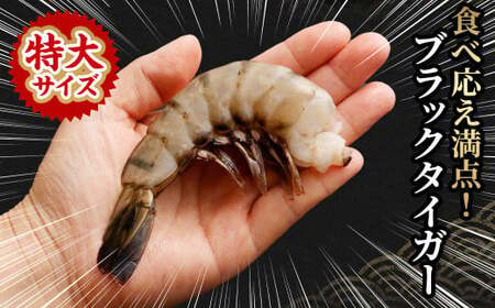 【3回定期便】特大 ブラックタイガー 無頭えび 570g前後（15尾）×3回 ｜海老 えび エビ ブラックタイガー 海鮮 魚介 殻付き 冷凍 大阪府 阪南市