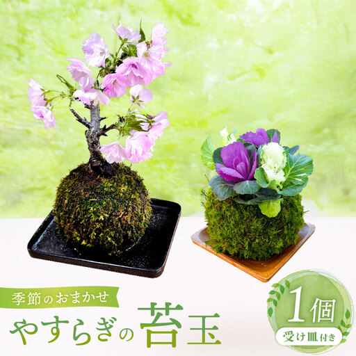 やすらぎの苔玉×1個 季節のお任せ苔玉 受け皿付き 苔 コケ 植物
