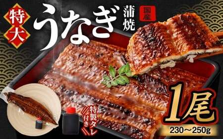 国産うなぎ蒲焼 1尾（230〜250g）と特製タレ1個セット 【2025年12月20日発送】｜ 鰻 ウナギ 蒲焼 うなぎ蒲焼 タレ付 大阪府 阪南市