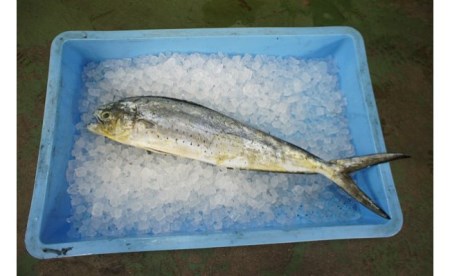 大阪泉州の地魚味噌漬け詰め合わせ500gセット_0A14  大阪府阪南市 
