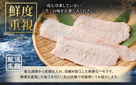 のぞみ水産 活〆 骨切り 生鱧 500g 【2026年5月上旬から12月上旬発送予定】