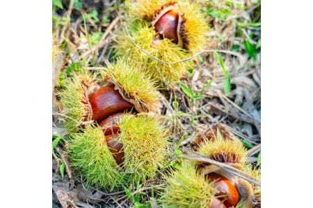 【大阪能勢特産】 栗ジャム 8個セット