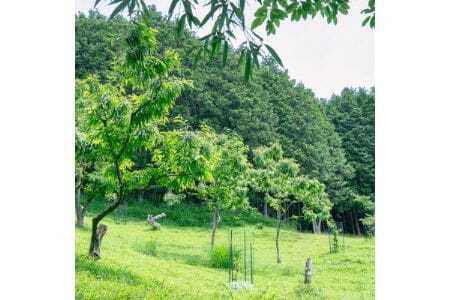 【大阪能勢特産】 栗ジャム 12個セット