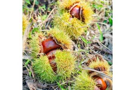 【大阪能勢特産】 栗ジャム 12個セット