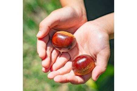 【大阪能勢特産】 栗バター 4個セット