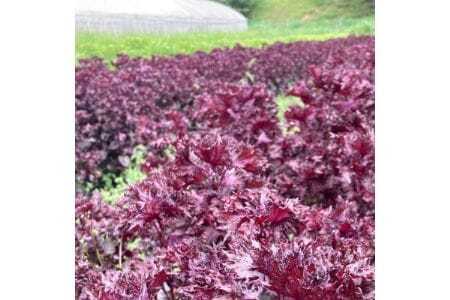 【大阪能勢産】 赤しそシロップ 3本セット