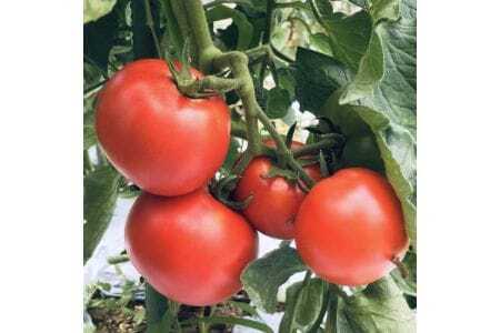 【大阪能勢特産】 【シェフ監修】 【パスタソース】 トマトソース2本と原木しいたけソース1本のセット