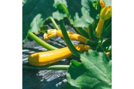 【大阪能勢特産】 旬野菜のミックスピクルス おまかせ 4本セット