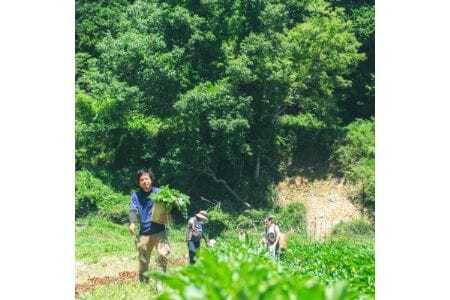 【大阪能勢特産】 旬野菜のミックスピクルス おまかせ 4本セット